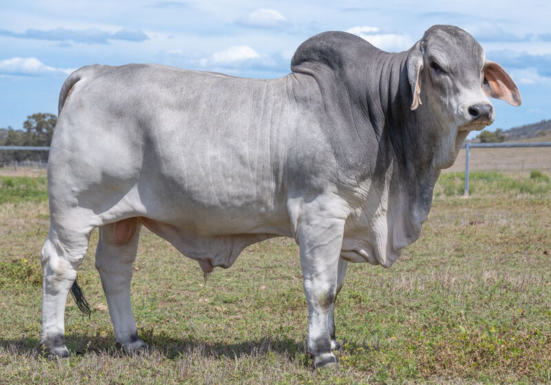 23LancefieldMGLENCOE69791