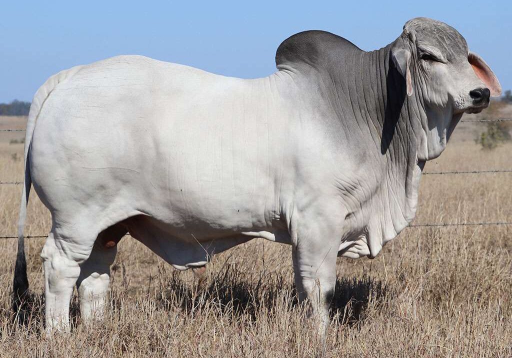 24-2AM-DOMINATOR-6242-2AM6242M