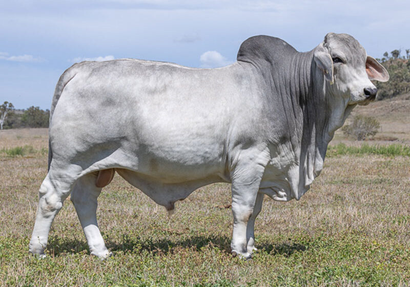 24LancefieldMGATWICK6985