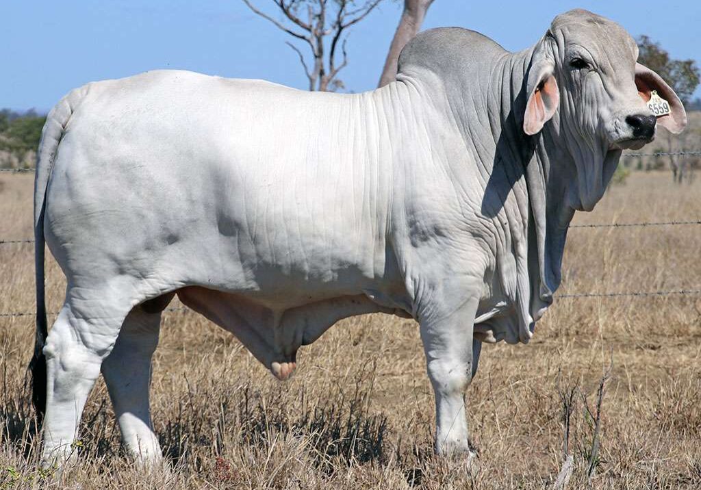 26-2AM-CADMAN-6559-2AM6559M