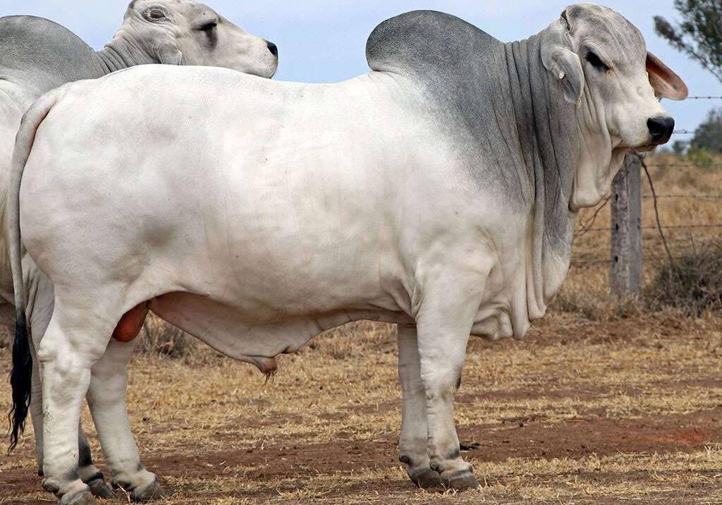 33-ELROSE-CHART-TOPPER-16179-ELR16179M