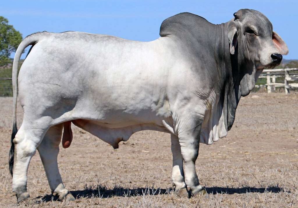 35-LANCEFIELD-S-SUTTON-56821-LAS56821M