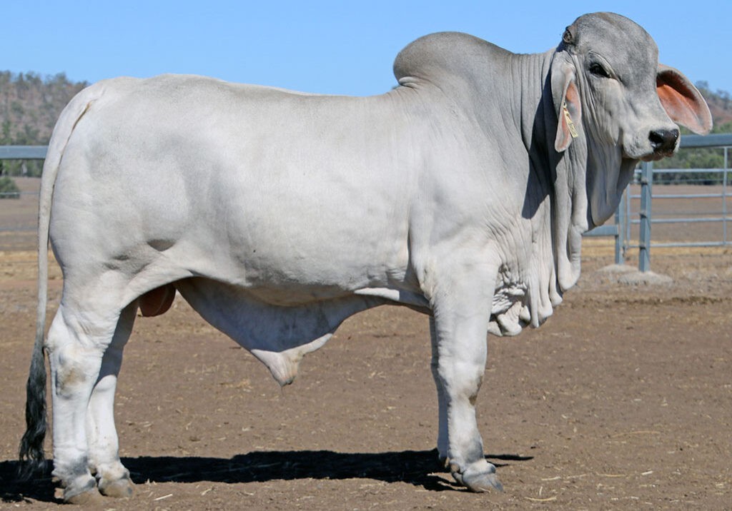 38-LANCEFIELD-M-IMAGINE-5937M-LAM5937MM