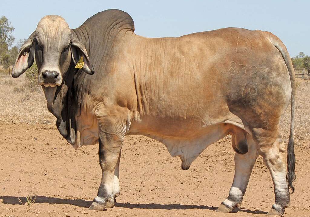 4-PALMAL-DYNAMO-8327-DJM8327M