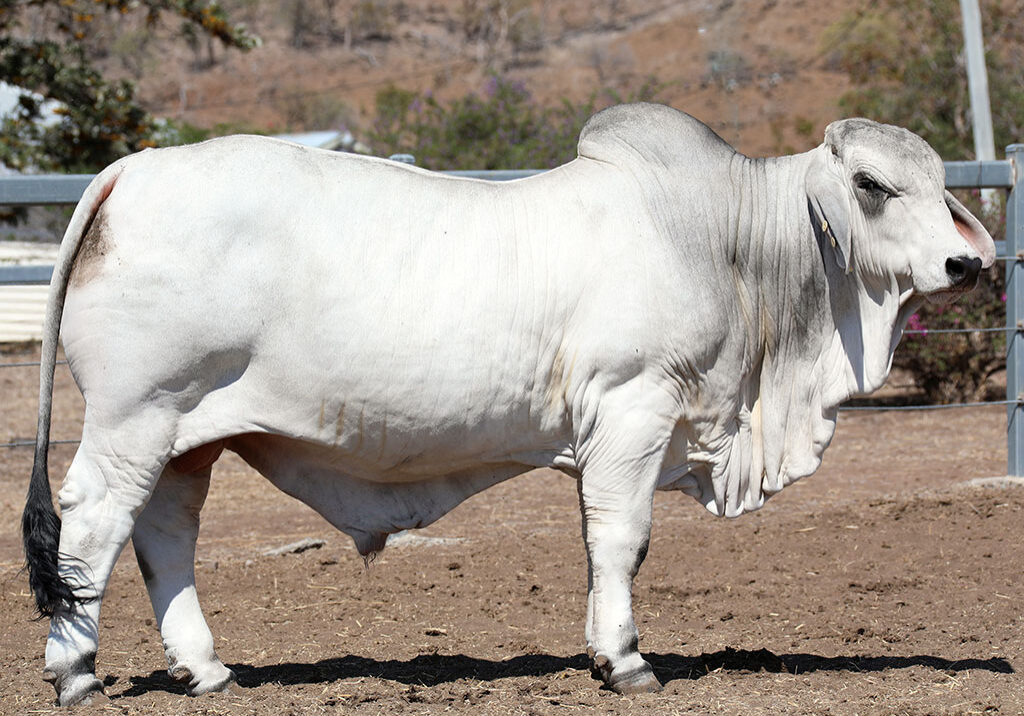 40-LANCEFIELD-M-BRENNER-6107M-LAM6107MM