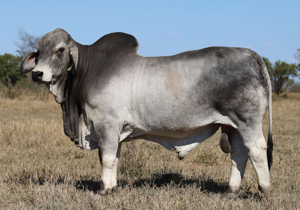 40_DJM1464M_PALMAL-KOMATSU