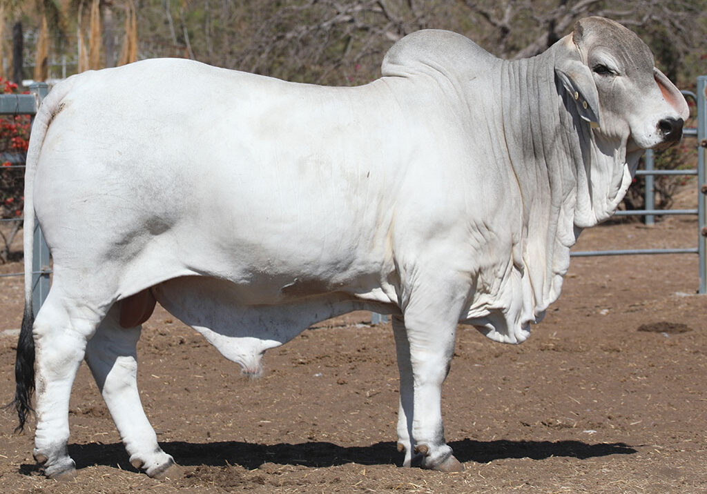 41-LANCEFIELD-M-BUSHMAN-6111M-LAM6111MM