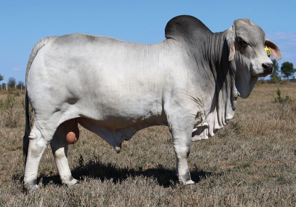 41_DJM1481M_PALMAL-PORTER