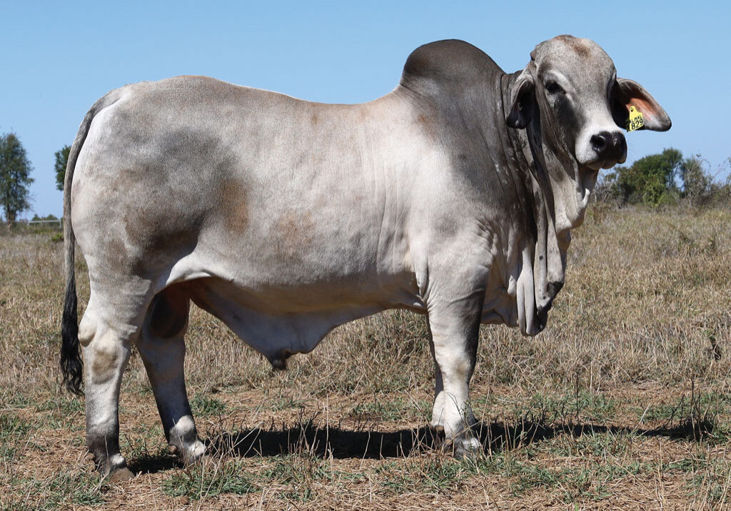 43_DJM1829M_PALMAL-DESIGNER