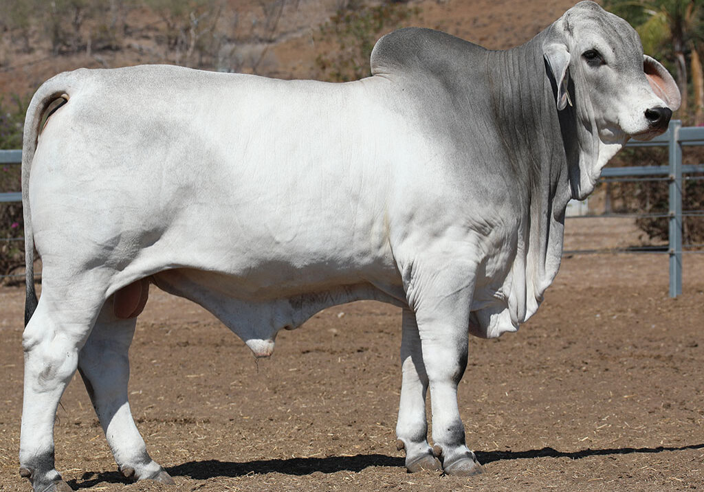 46-LANCEFIELD-M-SANFORD-5906M-LAM5906MM