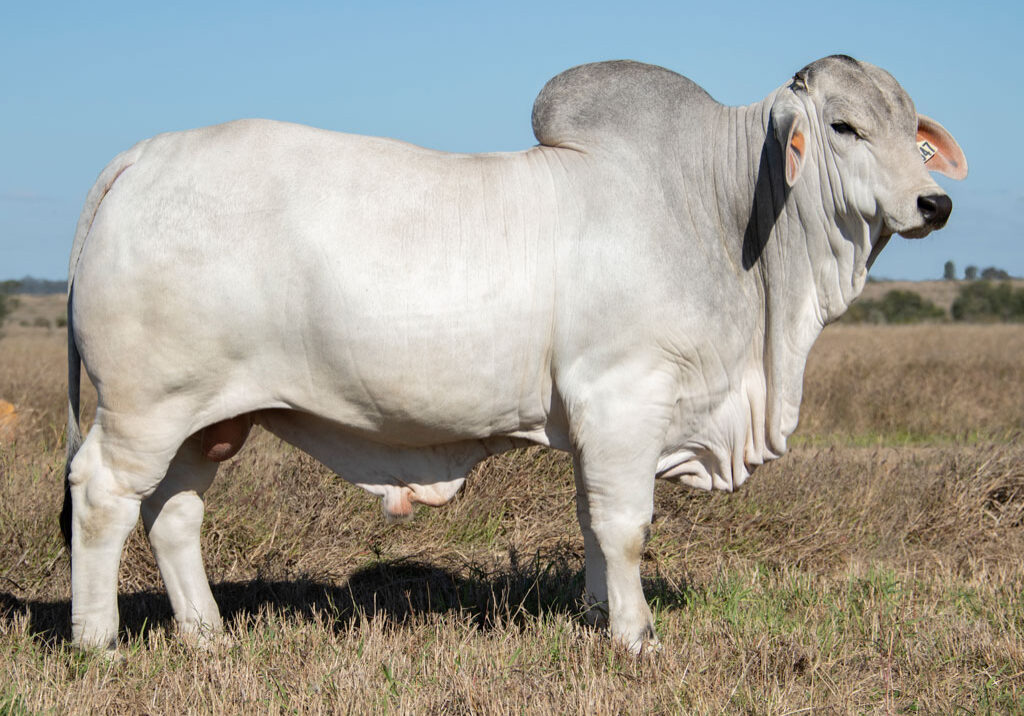 46_7947-BULL