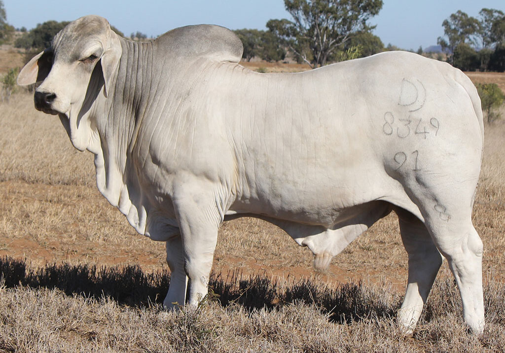 47-PALMAL-PASCINAL-8349-DJM8349M