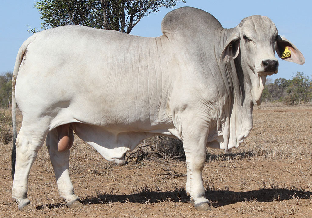 48-PALMAL-PIRELLI-8350-(P)-DJM8350M