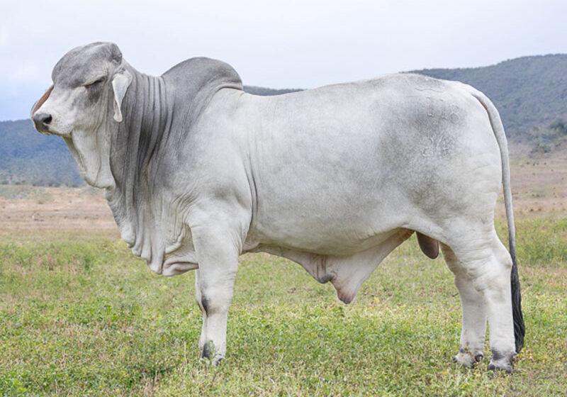 48LancefieldMFARADAY7118