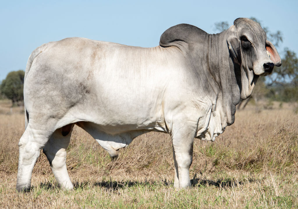 48_8415-BULL