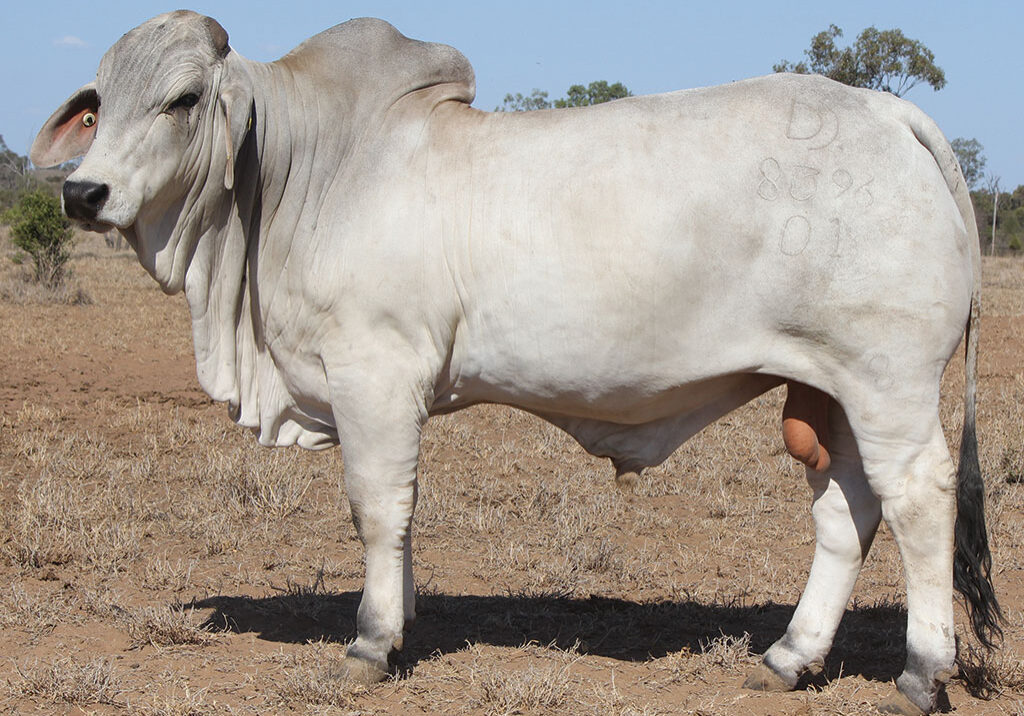 49-PALMAL-ELLINGTON-8396-DJM8396M