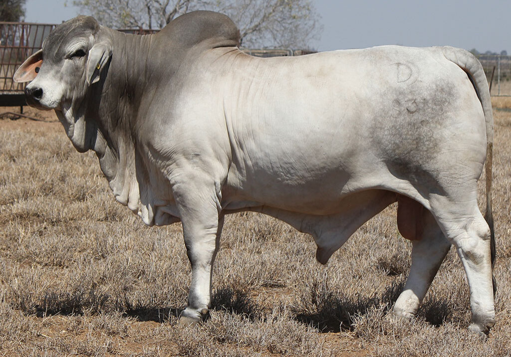 50-PALMAL-PANCHO-8315-DJM8315M