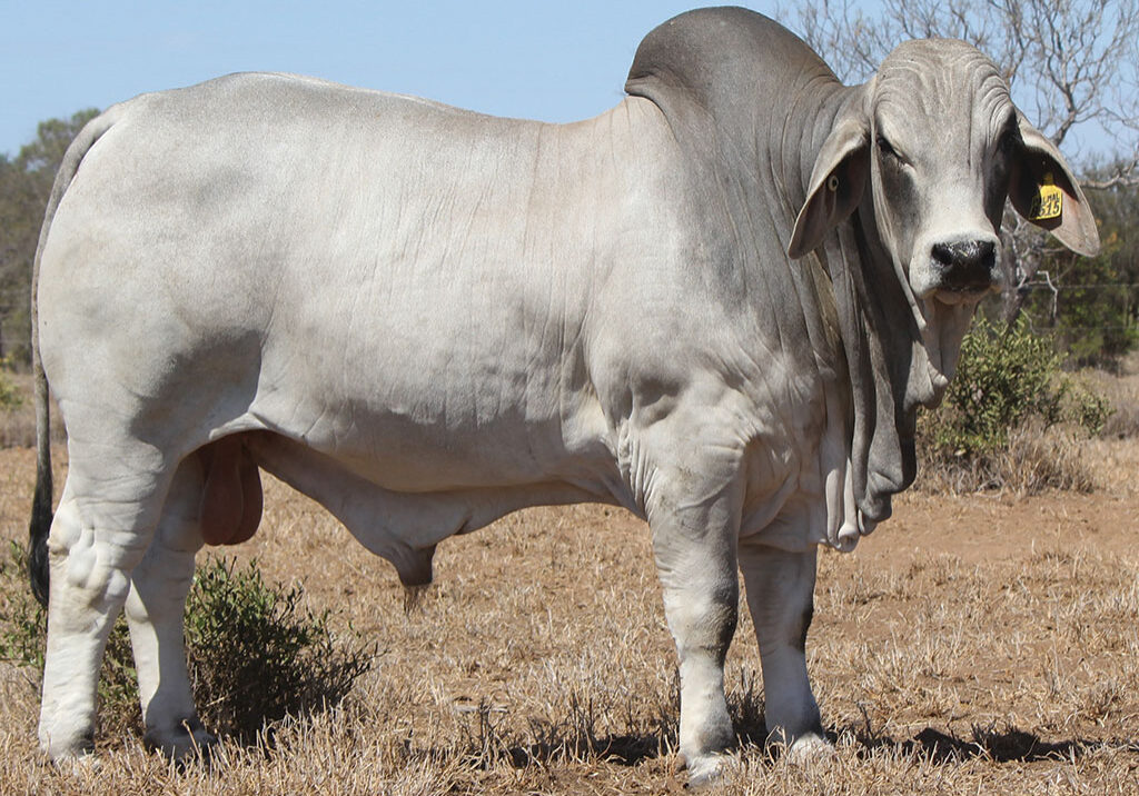 51-PALMAL-DAWSON-8515-DJM8515M