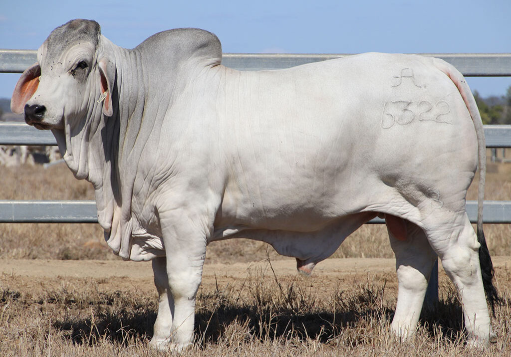 52-2AM-RAMBLER-6322-2AM6322M