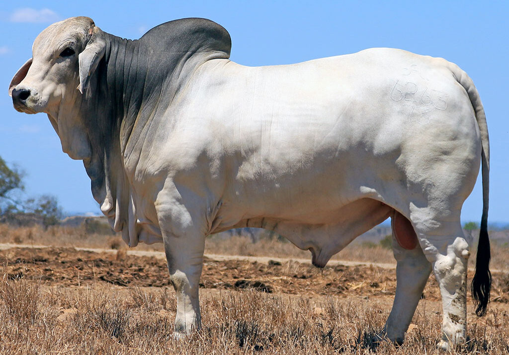 54-2AM-DEMARCUS-6263-2AM6263M