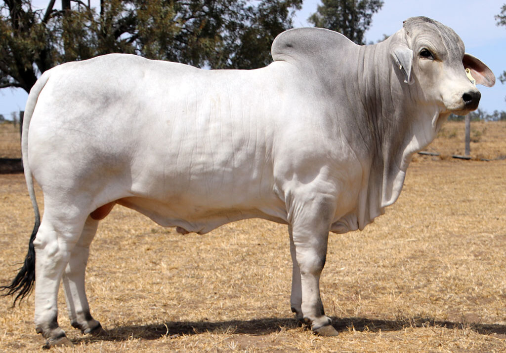 59-ELROSE-LANCELOT-16485-ELR16485M