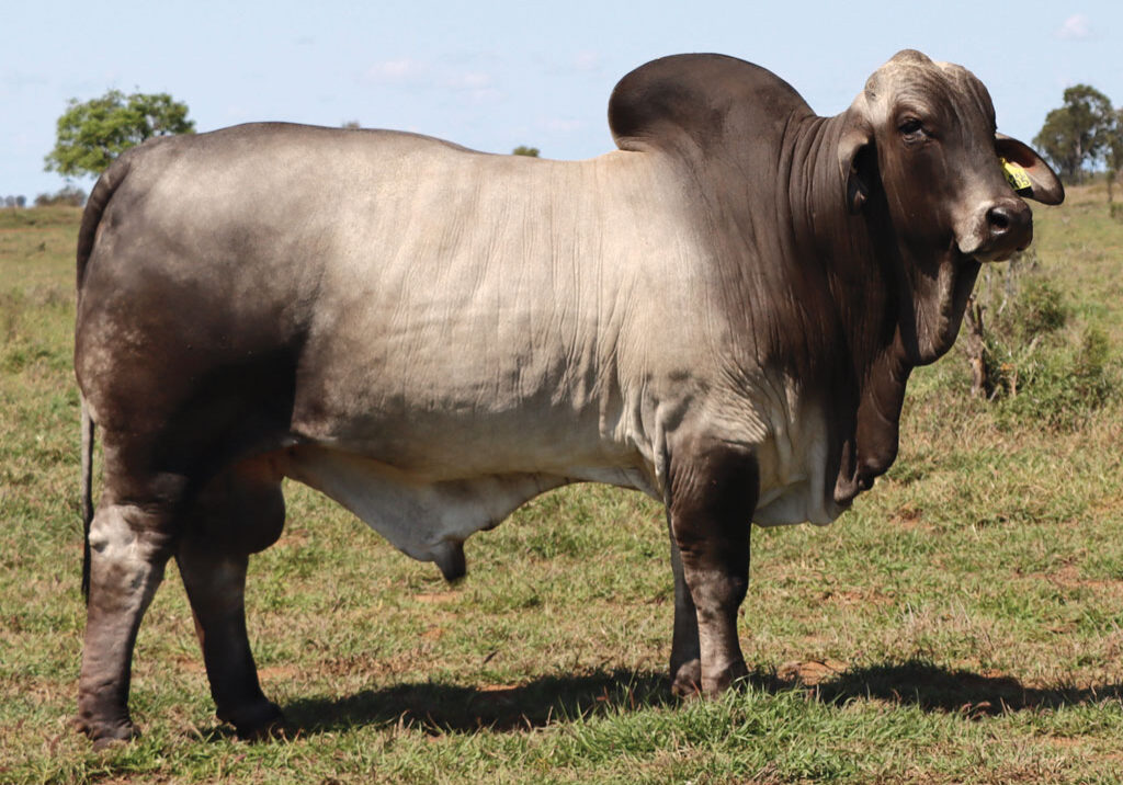 60updatedDJM1005MPALMALEMPEROR