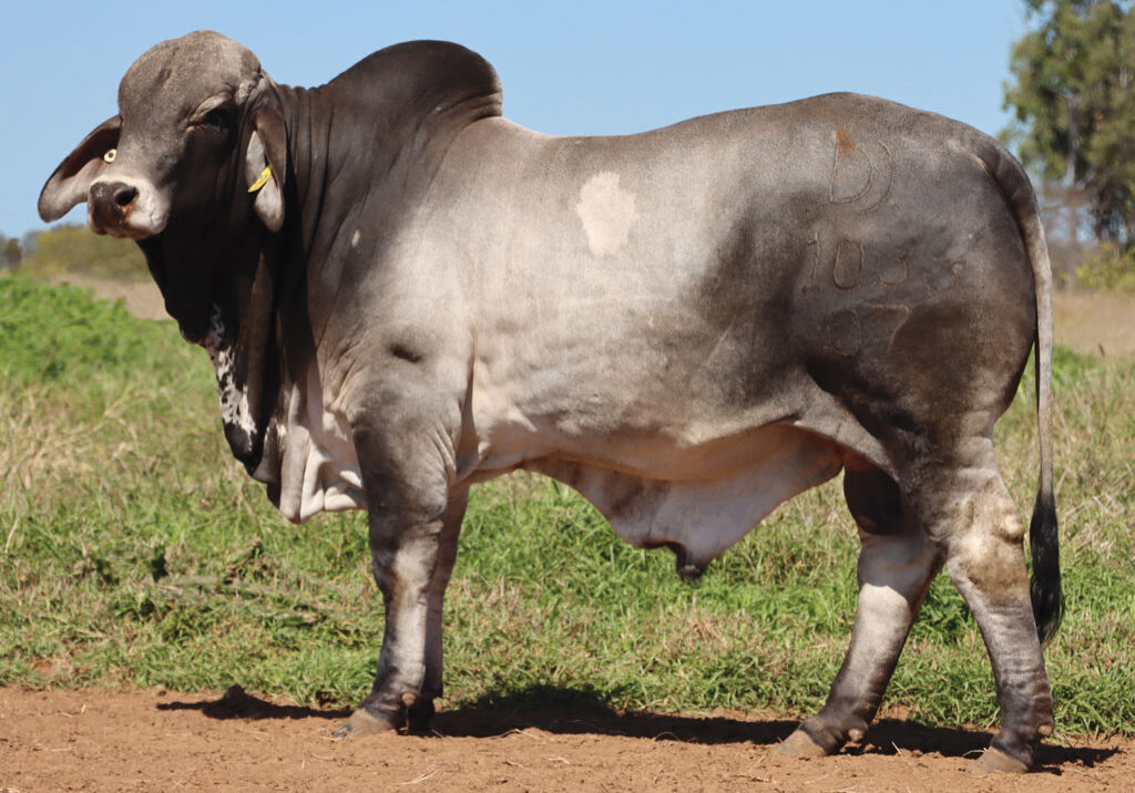 61updatedDJM1033MPALMALAPPOLO