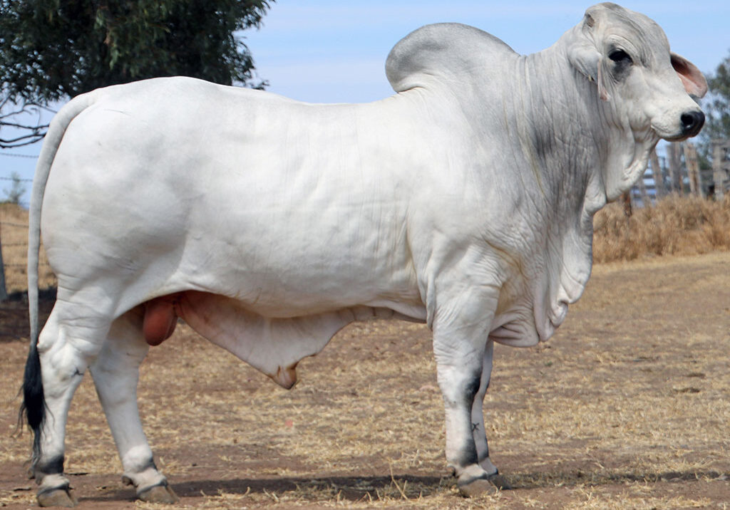 62-ELROSE-MAURICE-16564-ELR16564M