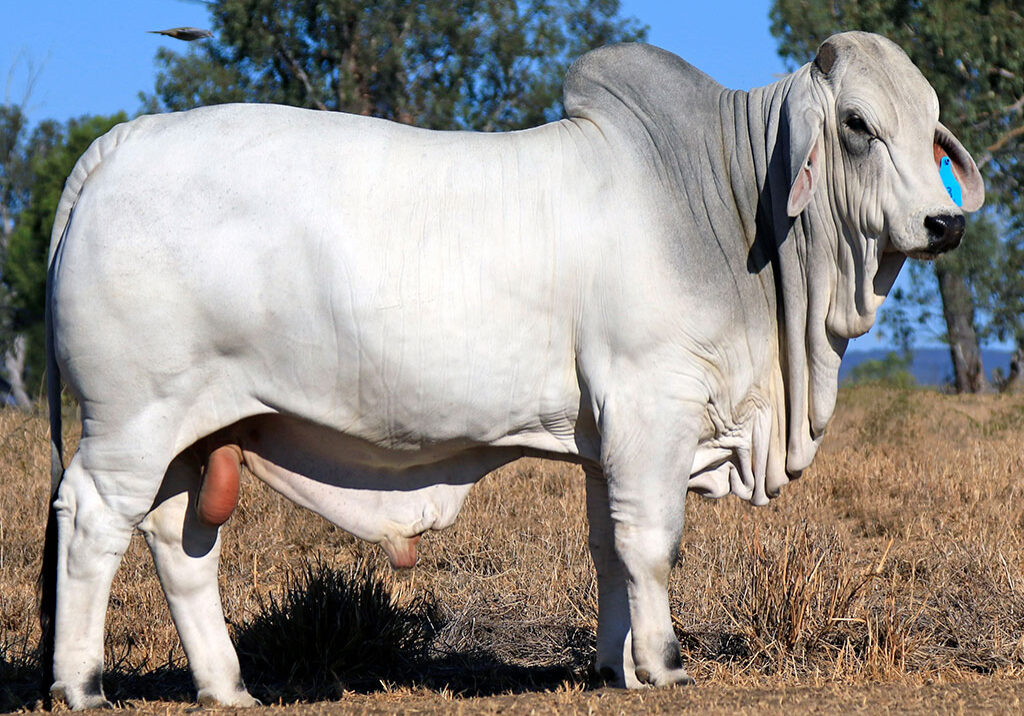 63-ELROSE-GOLD-RUSH-17361-ELR17361M