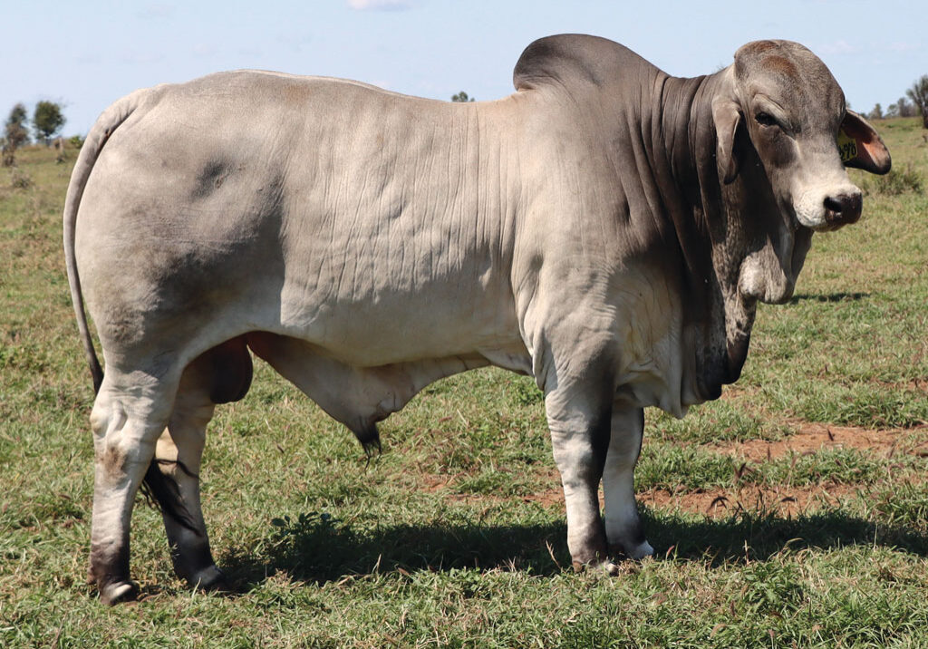 64updatedDJM1270MPALMALMORRISON