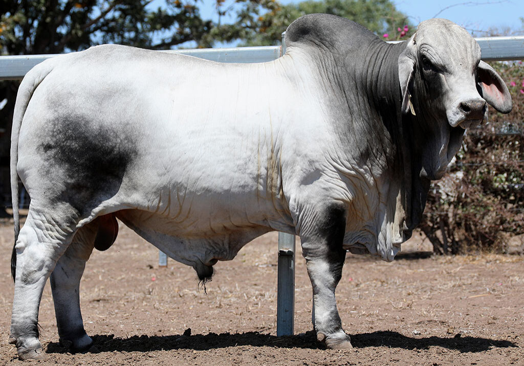 65-LANCEFIELD-M-RUTHERFORD-5963M-LAM5963MM
