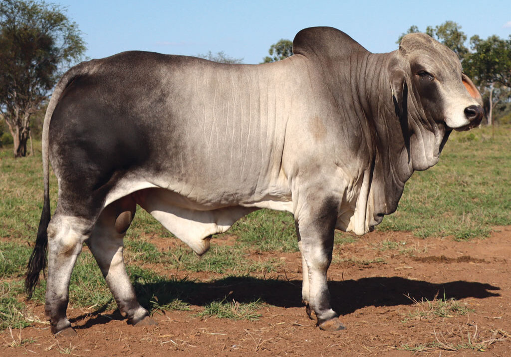 66updatedDJM1037MPALMALFEDERAL