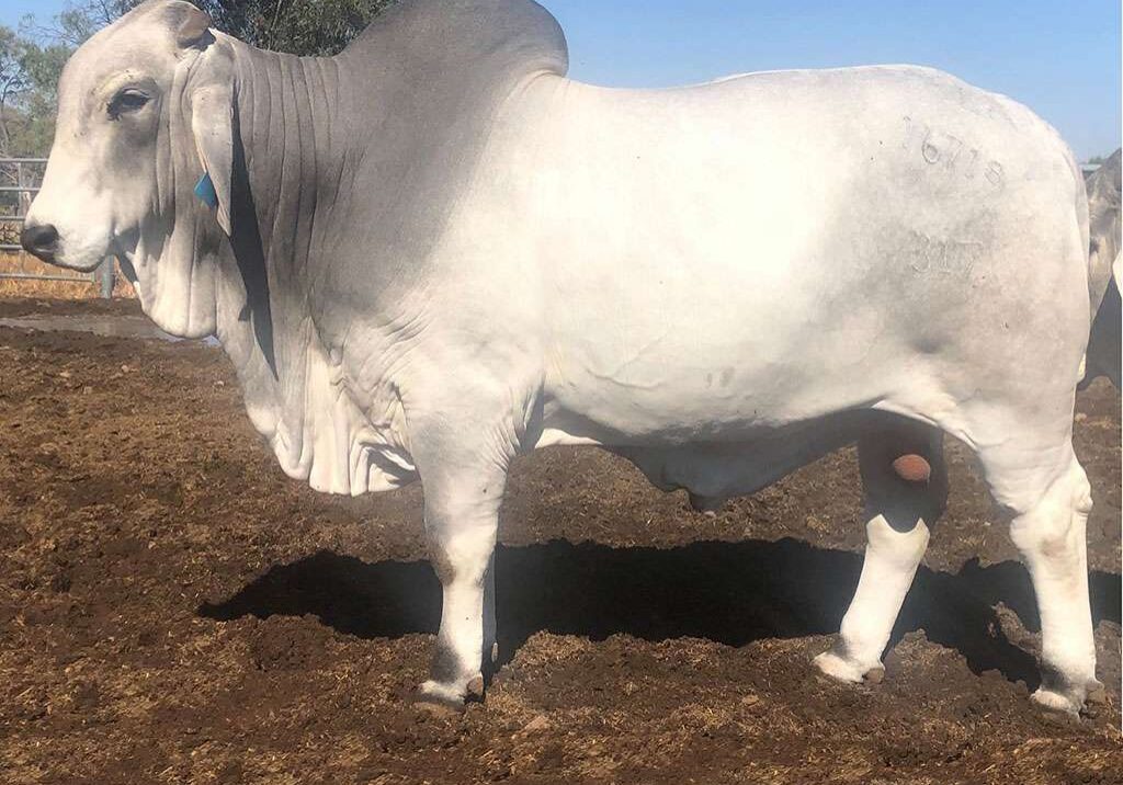 7-ELROSE-DOMINION-16718-ELR16718M