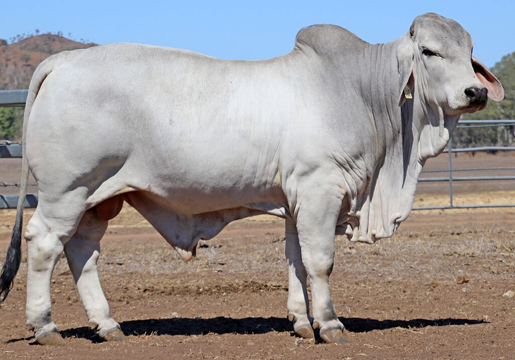 70-LANCEFIELD-M-EMILIO-5924M-LAM5924MM