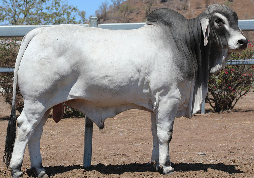 71-LANCEFIELD-M-EMMERSON-5922M-LAM5922MM