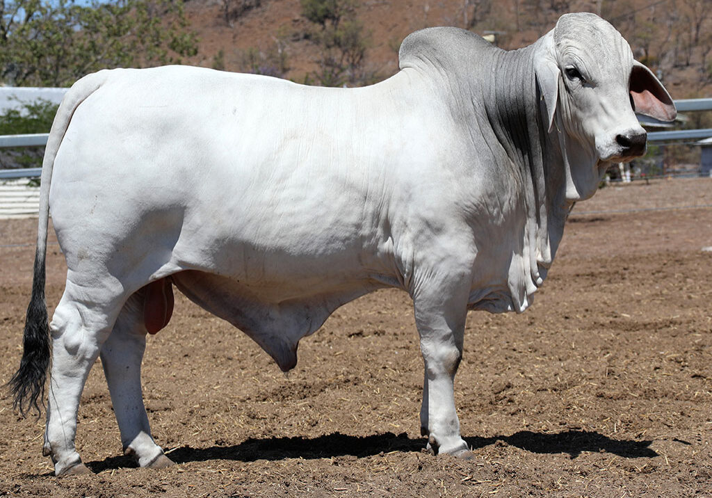 72-LANCEFIELD-M-BARLOW-6123M-LAM6123MM