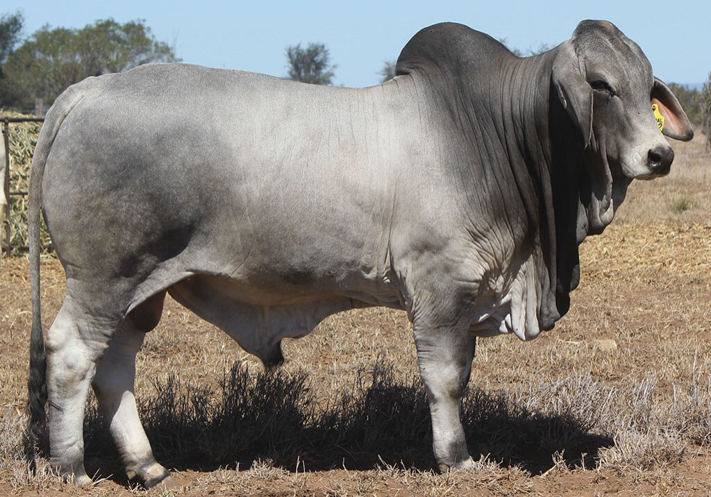 73-PALMAL-DALRIMPLE-8322-DJM8322M