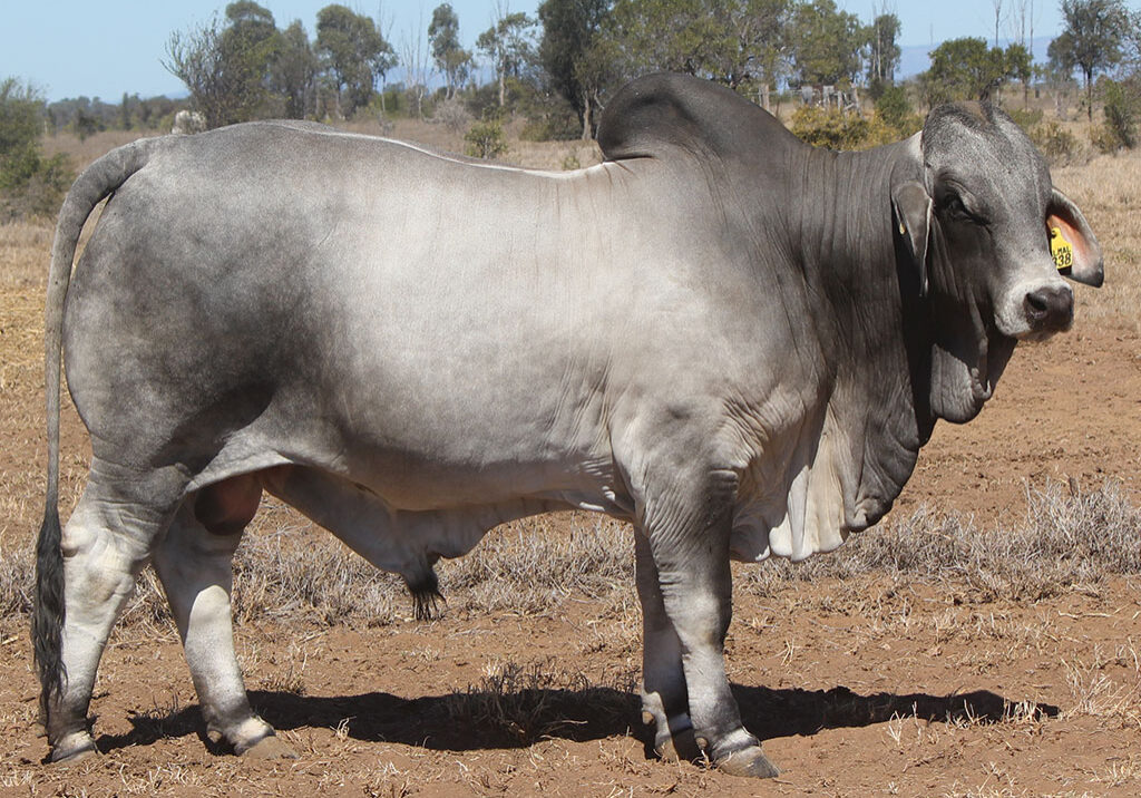 74-PALMAL-DELACORT-8338-DJM8338M