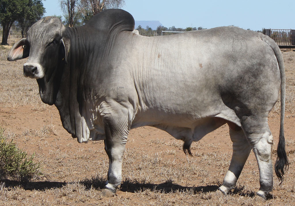 75-PALMAL-DOTSWOOD-8337-DJM8337M