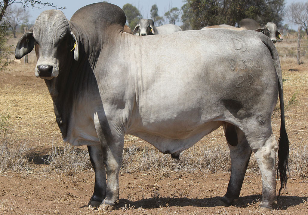 77-PALMAL-PEDRO-8394-DJM8394M