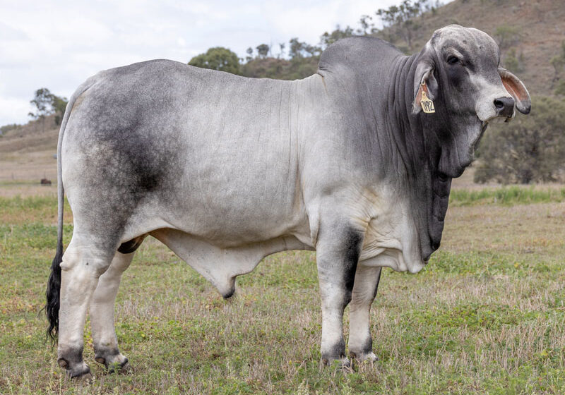 79LancefieldMLEYTON7192