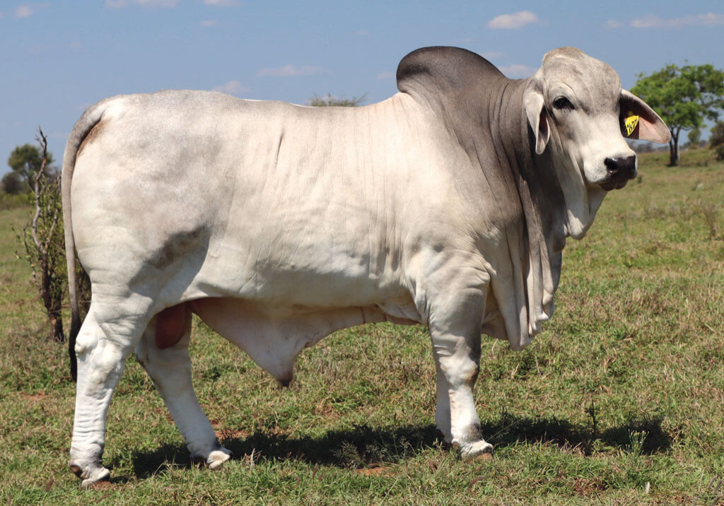 7updatedDJM1041MPALMALMARSHAL