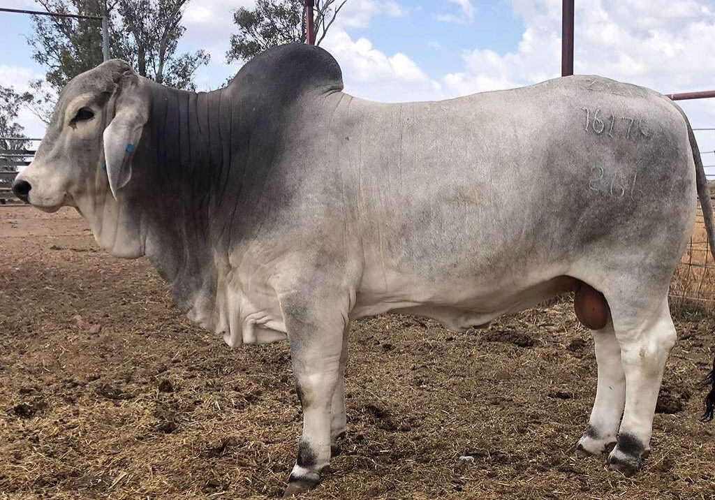 8-ELROSE-BUCANEER-16176-ELR16176M