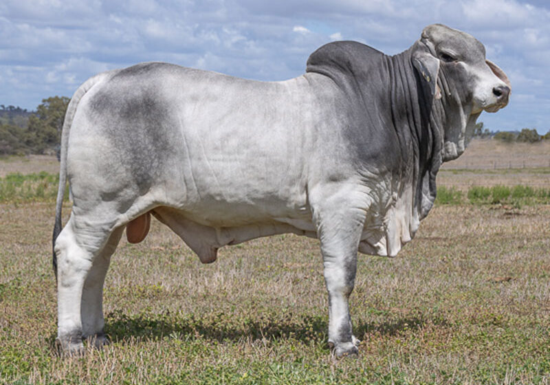 81LancefieldMFREEPORT7162