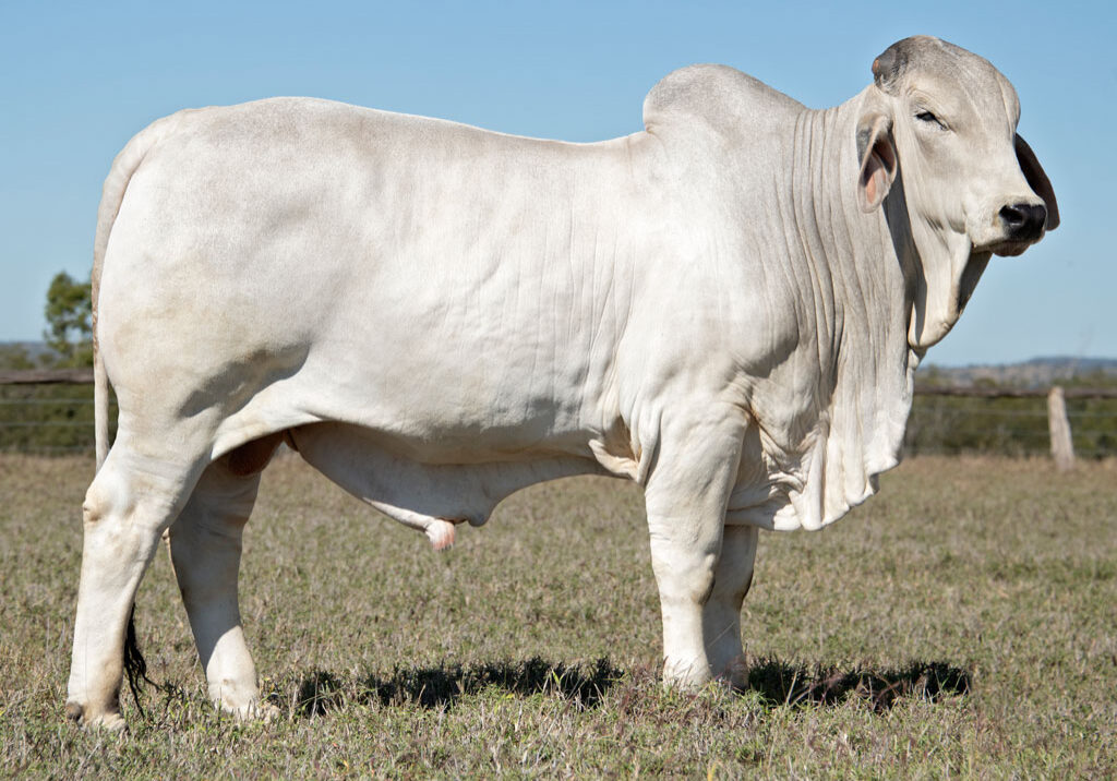 81_6385-BULL
