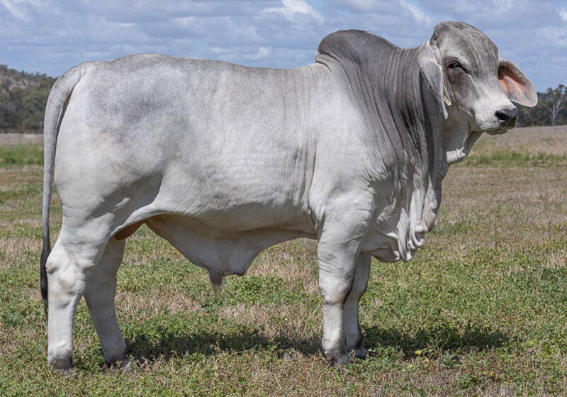 82LancefieldMGALLAGHER6989