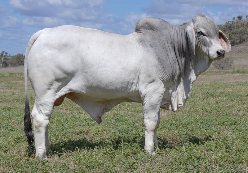 83LancefieldMENRICO7370