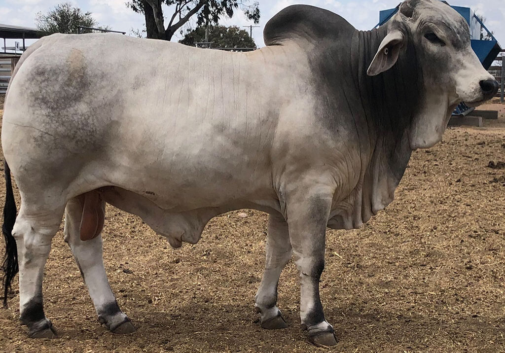 84-ELROSE-MARKO-MANSO-16612-ELR16612M