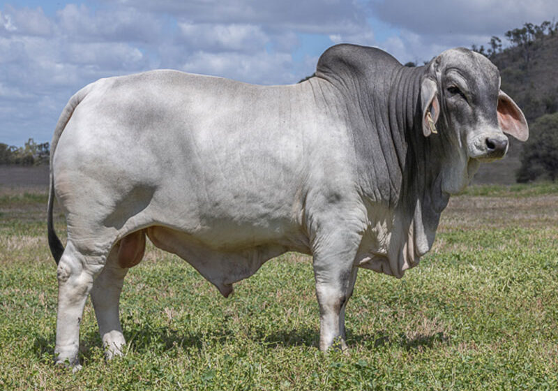 85LancefieldMENIGMA7120