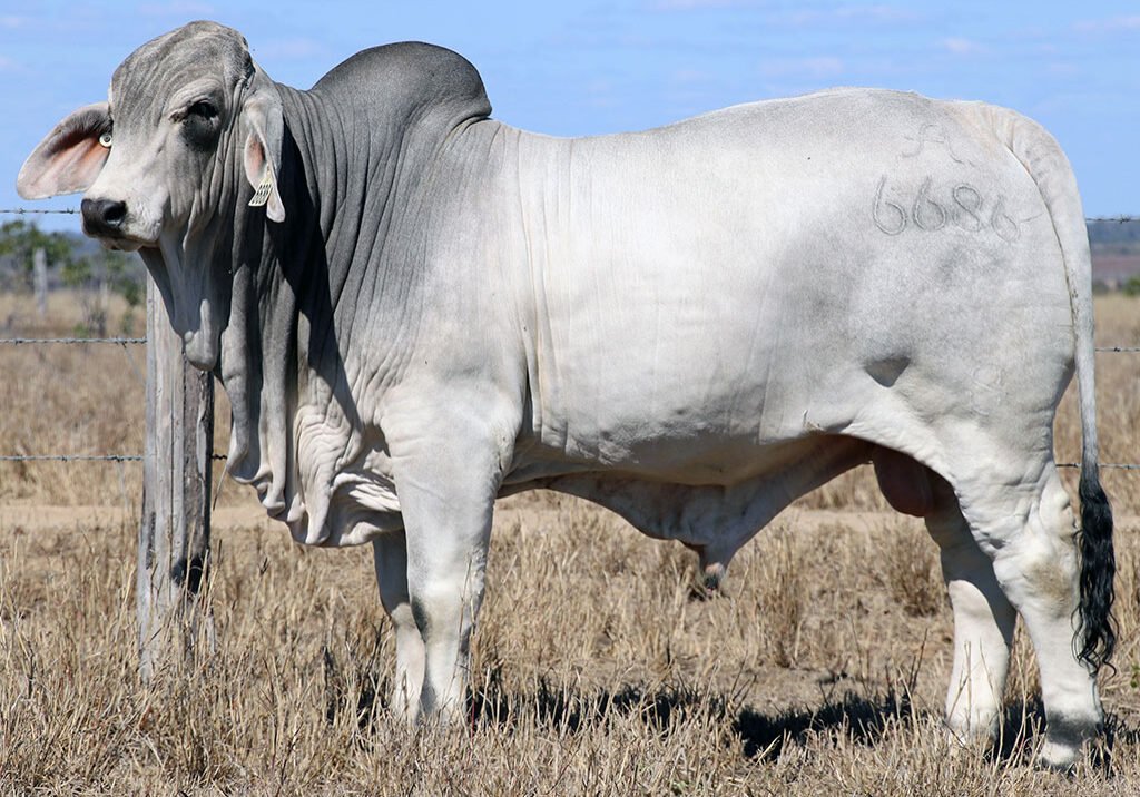 86-2AM-ENDEAVOUR-6686-2AM6686M